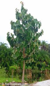 Image result for Pterospermum acerifolium