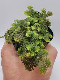 Image result for Selaginella auquieri