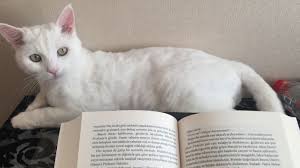Serpil Baysal Adli Kullanicinin Cats Panosundaki Pin Base