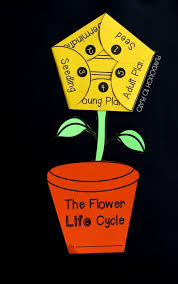 Before you prepare your experiment, ask students what plants eat. 11 Plant Life Cycle Activities Playdough To Plato