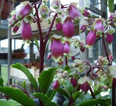 Cactiguide Com View Topic Kalanchoe Pearl Bells Unusual Plants Plants Succulent Gardening