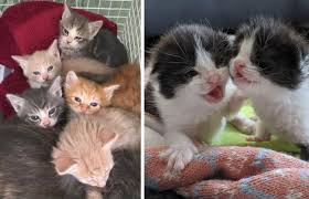 Themes, humor and pop culture offer more options. Kitten Crisis Why The Uk Could Have Thousands Of Extra Births This Summer Border Counties Advertizer
