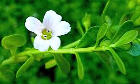 Image result for Bacopa monnieri