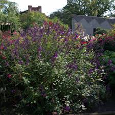 Check spelling or type a new query. Salvia Guaranitica