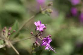 Image result for Commicarpus pedunculosus