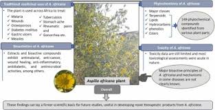 Image result for Aspilia africana