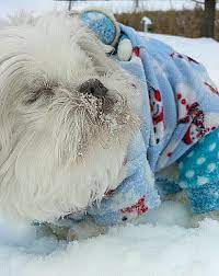 Boudewijn van den berg producer: Lil Boo Boo Shih Tzu Shih Tzus Cute Animals