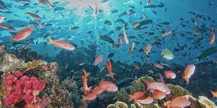 Ada beberapa tema yang dapat anda pilih untuk membuat sebuah lukisan pemandangan bawah laut seperti dalam film kartun yang terkenal yaitu finding nemo. 10 Potret Indah Surga Bawah Laut Di Pulau Jawa Bak Negeri Dongeng