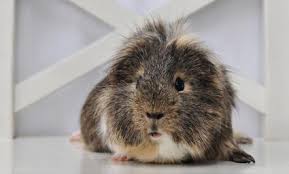 Male guinea pigs are also called by boars, have an outgoing personality and have longer lifespan than a female guinea pig. Big List Of Boy Guinea Pig Names From Popular To Unique Lovetoknow