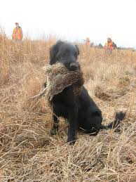 Image result for flat coated retrívr