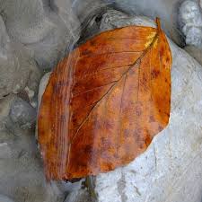 Let's take a look at 10 of the best pond algae eaters and. Best Pond Sludge Remover 2021 Reviews Comparison Pond Informer