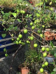 Mini Kebun Belakang Rumah Pokok Bidara A Ka Apple Vietnam