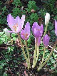 Spring Has Sprung Origin Myths And Crocus Folklore Icy Sedgwick Autumn Garden Garden Vines Gardening Tips