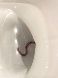 Identifying worms in the toilet. Found A Worm In The Toilet Uk Parasite Or Garden Worm Imgur