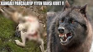 Kangal I Yedi Kurt Cobani Canindan Bezdirdi Kopek Gercekten Kangal Mi Youtube