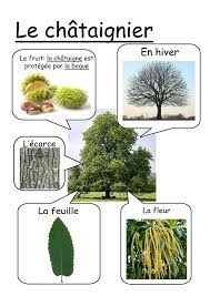 reconnaitre les arbres arbre feuille coloriage signe hsv