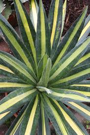Image result for Agave sisalana