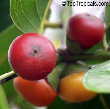 Image result for Diospyros mafiensis