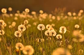 The dandelion is the only flower that represents the 3 celestial bodies of the sun, moon and stars. About Dandelions Rebecca Fogarty