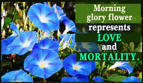 Morning Glory Flower Meaning Best Flower Wallpaper
