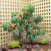 Planter Un Arbre Fruitier Nain Arbre Fruitier Nain Arbre Fruitier Planter Des Arbres Fruitiers