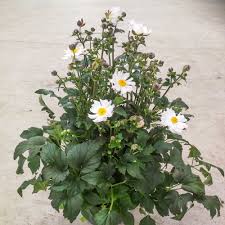 Image result for Aneilema chrysopogon