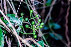 Image result for Nectaropetalum