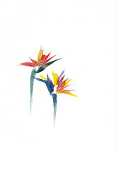 Simple Bird Of Paradise Drawing Simple Bird Of Paraise Watercolour Bird Of Paradise Tattoo Paradise Tattoo Birds Of Paradise Flower