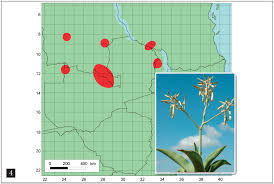 Image result for Aloe cameronii × christianii