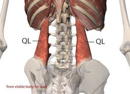 Then we come to the intrinsic back muscles charged with motions of the vertabral column. 4 Ways To Stretch And Release Your Quadratus Lumborum Ql Muscle Physiotherapy Tool
