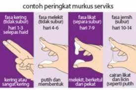 Berikut beberapa cara alami meredakan sakit perut karena haid yang bisa dijajal. Waktu Subur Wanita Cara Menghitung Waktu Subur Tanpa Perancang Theasianparent Malaysia