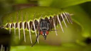 Durch ihren beeindruckenden fangmechanismus zählt die venusfliegenfalle sicher zu den beliebtesten oder zumindest bekanntesten und im handel am meisten verbreiteten fleischfressenden pflanzen. Venusfliegenfalle Pflege Der Fleischfressenden Pflanze