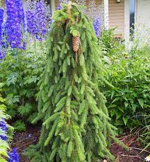 Narrow and upright with pendulous branches how to use: Picea Abies Inversa Norway Spruce