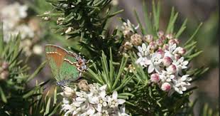 Asclepias Linaria Is A Species Of Milkweed Known By The Common Name Pineneedle Milkweed It Is Native To The Mojave And Asclepias Milkweed Arizona Wildflowers