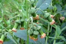 Image result for Craspedorhachis