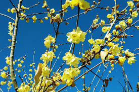 They are perfect when grown in clusters. Wintersweet Festival 2022 January February Events In Saitama Japan Travel