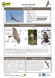 Set pigeon ramier tourterelle turque mésange huppée photos / illustrations : Fiche Pratique Espece Lpo Epervier Les Oiseaux Du Jardin Facebook
