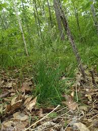 Image result for Anthoxanthum nivale