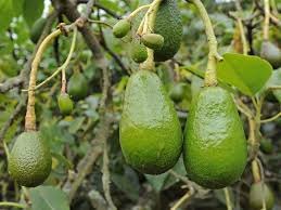 Avocado Tree Pictures In Rainforest Google Search Avocado Tree Rainforest Trees Fruits For Kids