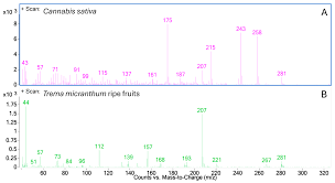 Image result for Trema sp A
