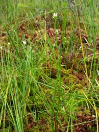 Image result for Rhynchospora gracillima