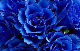 Maybe you would like to learn more about one of these? Blue Rose Meaning And Symbolism