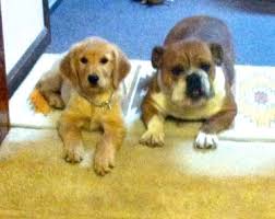 I am now taking reservations for my fall litter! About