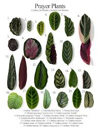 Learn How To Live With A Diva In 2020 Plants Calathea Plant House Plants