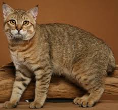 pixie bob pixie bob de pixie a bob gatos felinos