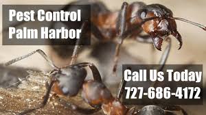 I'm the owner/president of creepy creatures termite & pest control here in palm harbor, fla. 24 Hour Pest Control Palm Harbor Residential Exterminator Pest Control Dunedin