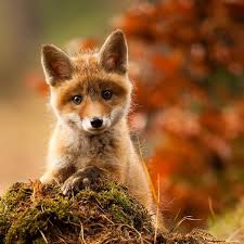 Image result for cute baby animals