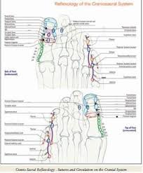 Cranio Sacral Reflexology Sutures And Circulation In The