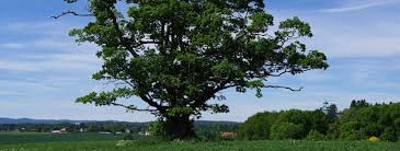 Serviço exclusivo para o crv, que é o documento de compra e venda. As Store Norske Leksikon