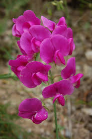 Image result for Oxyanthus latifolius